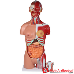 Erler-Zimmer Zweigeschlechtlicher Anatomietorso 28-teilig.