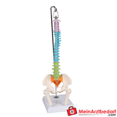 Erler-Zimmer Flexible Miniaturwirbelsäule, didaktisch.