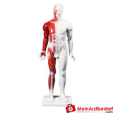 Erler-Zimmer Chinesische Akupunkturfigur.