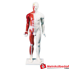 Erler-Zimmer Chinesische Akupunkturfigur.