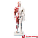 Erler-Zimmer Chinesische Akupunkturfigur.