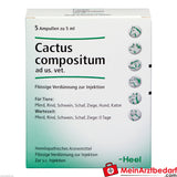 Cactus comp vet, 5 St