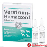 Veratrum homaccord vet 5 St