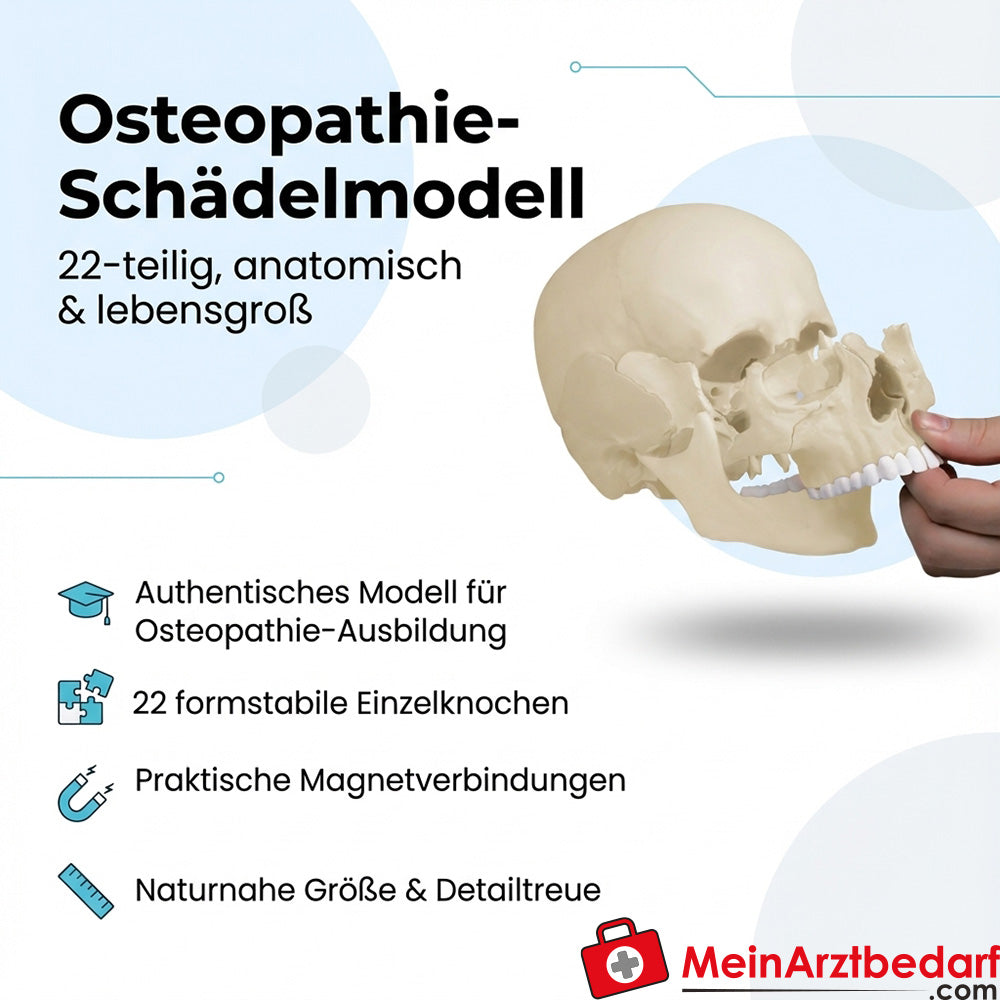 Erler-Zimmer Modèle de crâne ostéopathique 22 pièces anatomiques, os individuels magnétiques, grandeur nature