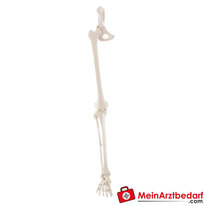 Erler Zimmer Squelette de la jambe