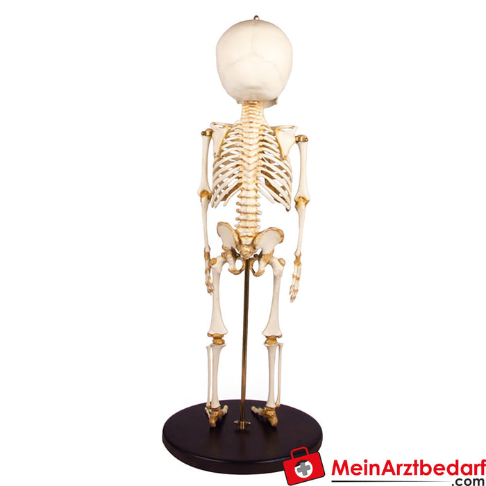 Esqueleto infantil de Erler Zimmer, de 14 a 16 meses