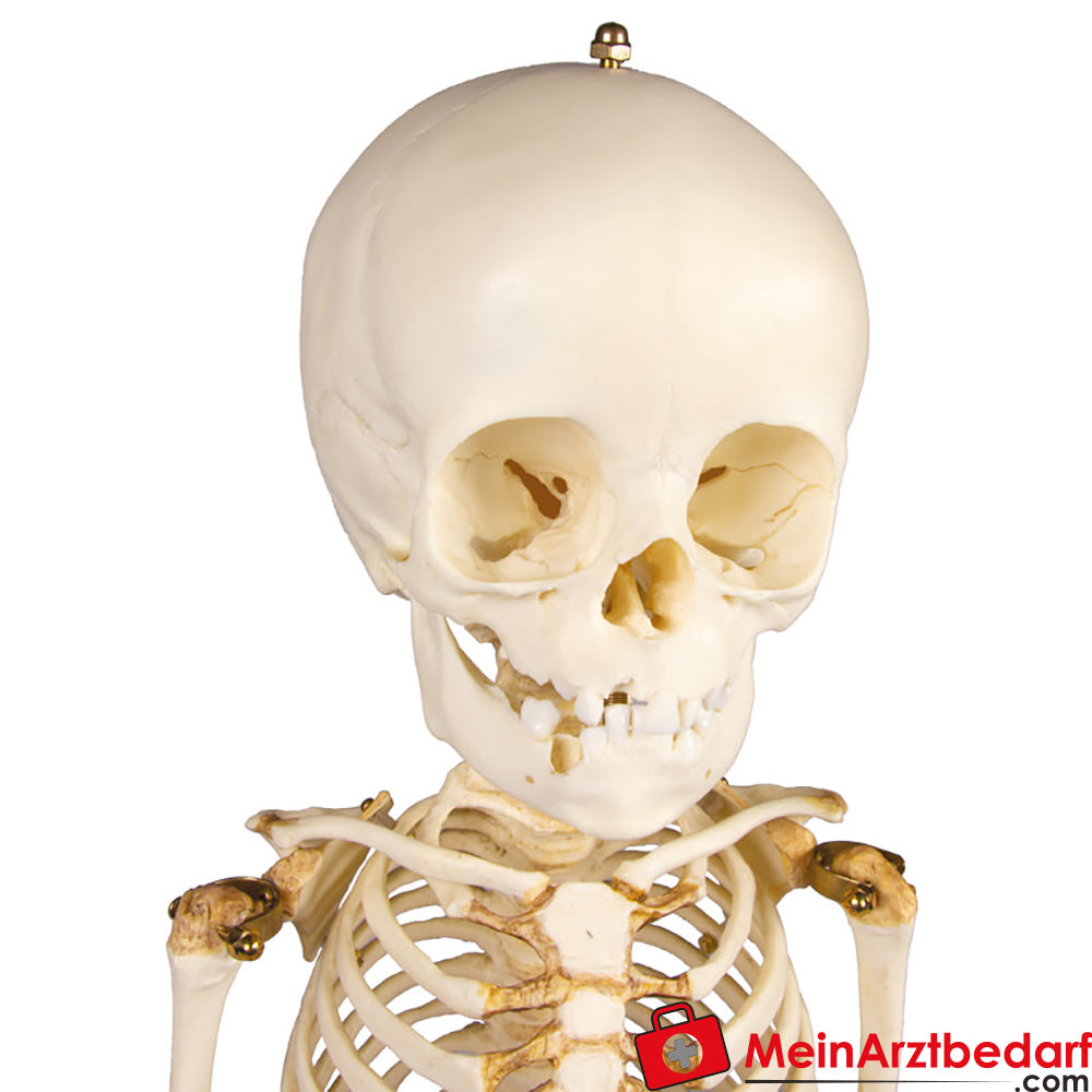 Erler Zimmer kinderskelet, 14 tot 16 maanden