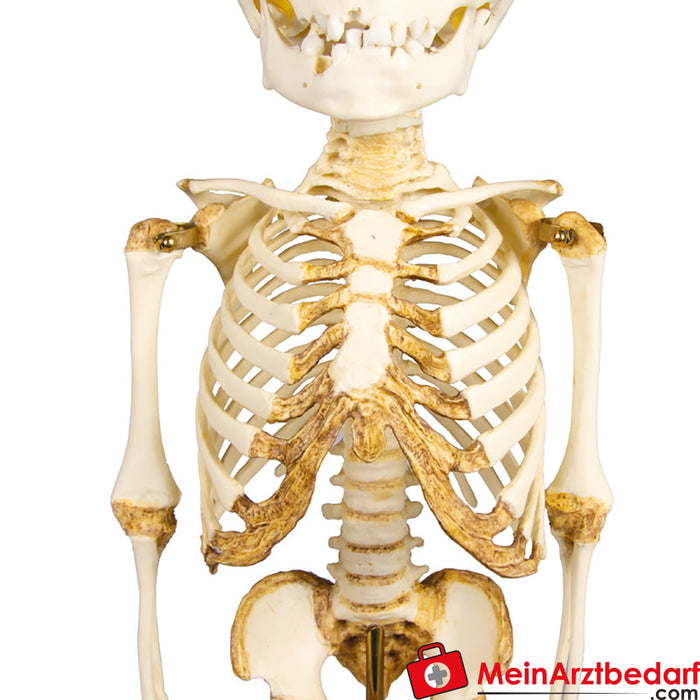 Erler Zimmer çocuk iskeleti, 14 ila 16 aylık