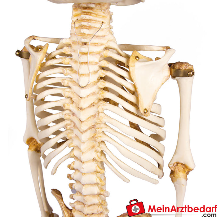 Erler Zimmer Squelette d'enfant, 14 à 16 mois