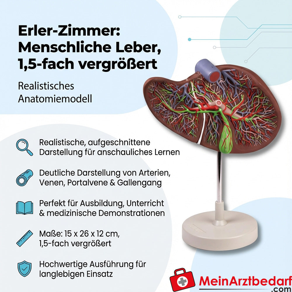 Erler-Zimmer Lebermodell 1,5-fach vergrößert, aufgeschnitten Anatomiemodell mit Stativ, 15 x 26 x 12 cm