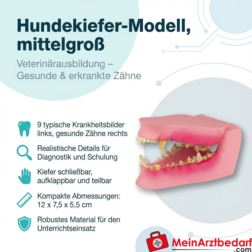 Hundekiefer-Modell mittelgroß für Veterinärausbildung mit gesunden und erkrankenen Zähnen, 12 x 7,5 x 5,5 cm