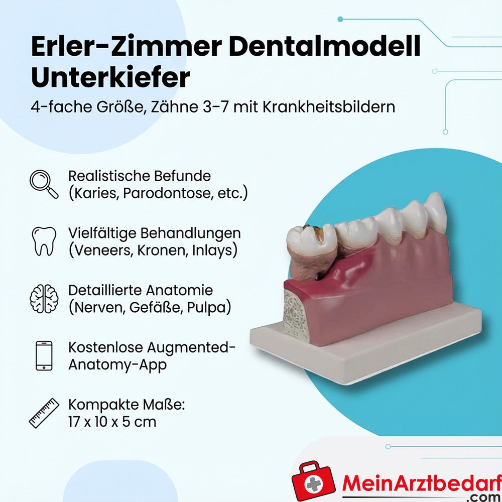 Erler-Zimmer Dentalmodell Unterkiefer 4-fach (Zähne 3–7) EZ Augmented Anatomy mit AR-App
