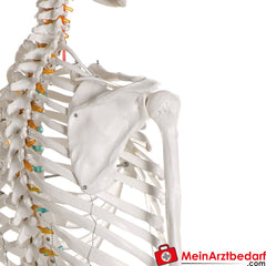 Erler-Zimmer Skelett.