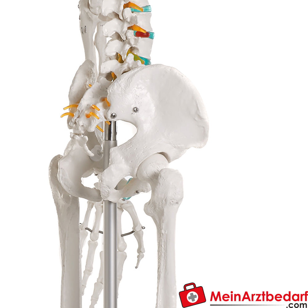 Erler-Zimmer Skelett.