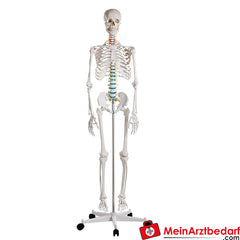 Erler-Zimmer Skelett.