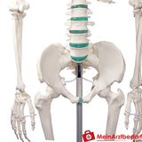 Erler-Zimmer Skelett.