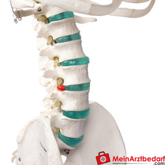 Erler-Zimmer Skelett.