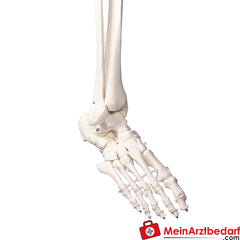 Erler-Zimmer Skelett.