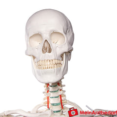 Erler-Zimmer Skelett.