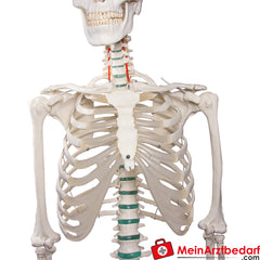 Erler-Zimmer Skelett.