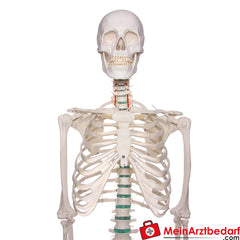 Erler-Zimmer Skelett.