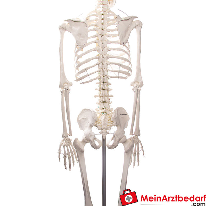 Esqueleto de Erler Zimmer