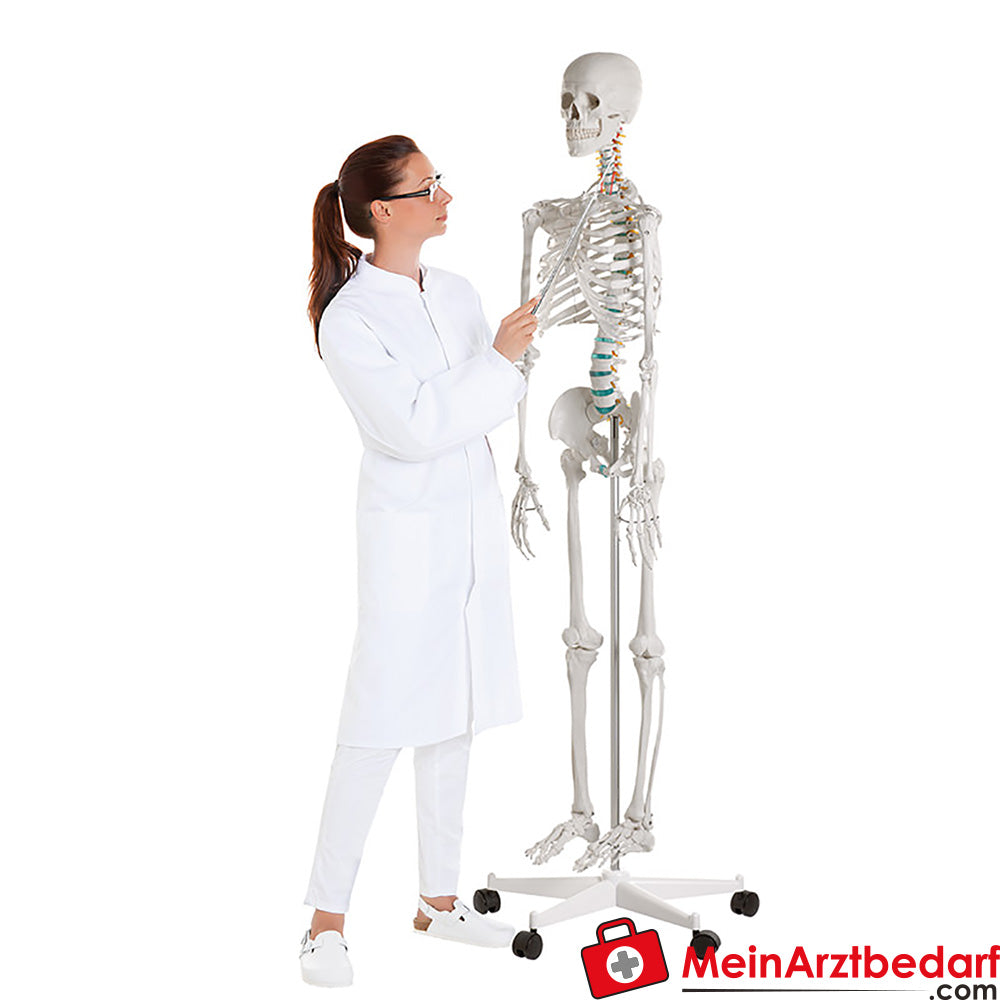 Erler-Zimmer Skelett.