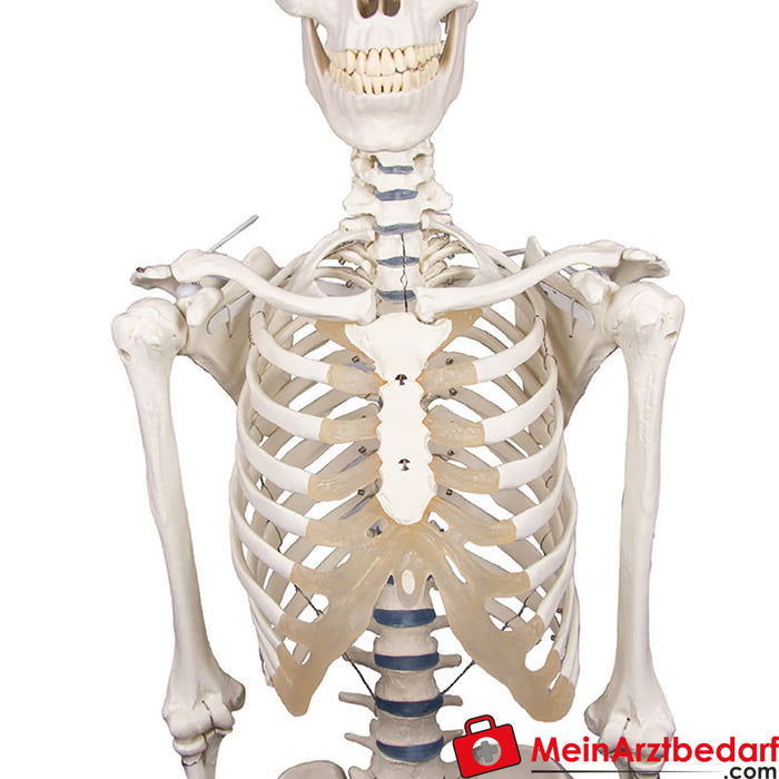 Esqueleto de Erler Zimmer “Willi”
