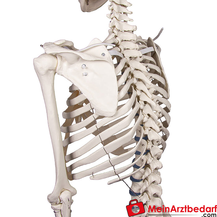 Erler Zimmer Skeleton "Willi