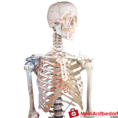 Erler-Zimmer Skelett.