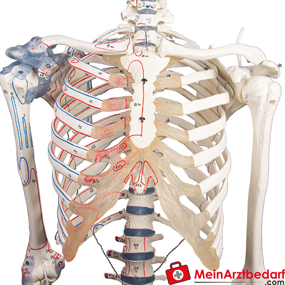 Erler-Zimmer Skelett.