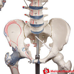 Erler-Zimmer Skelett.