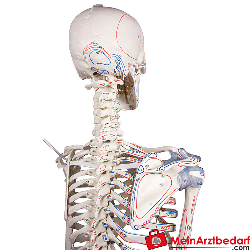 Erler-Zimmer Skelett.