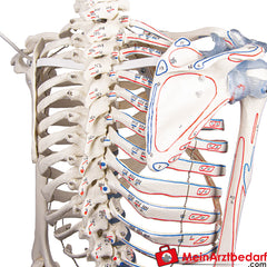 Erler-Zimmer Skelett.