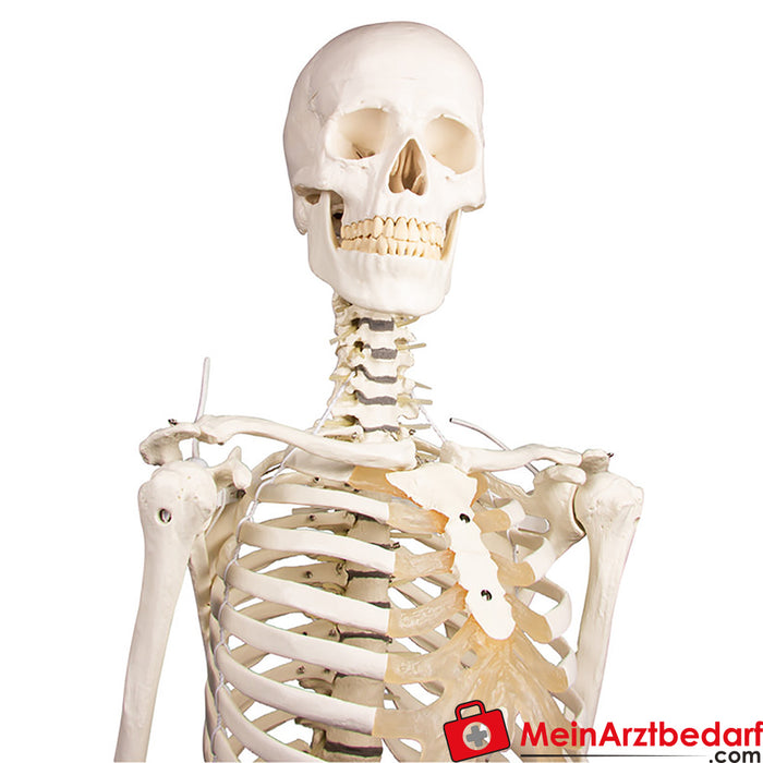 Erler Zimmer skeleton