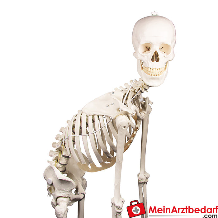 Esqueleto de Erler Zimmer