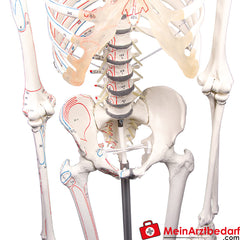 Erler-Zimmer Skelett.