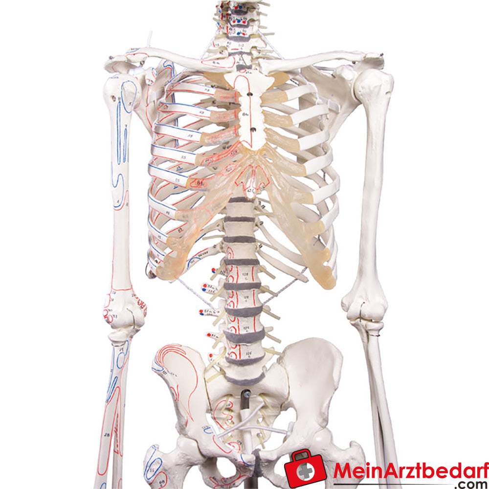 Erler-Zimmer Skelettmodell 178 cm auf fahrbarem Stativ, dreiteiliger Schädel, abnehmbare Arme/Beine, Spinalnerven