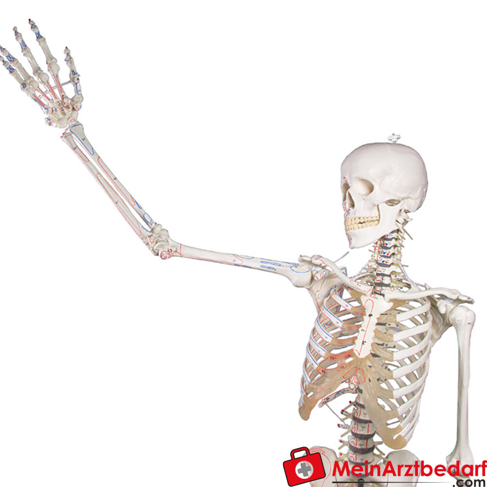Erler-Zimmer Skelettmodell 178 cm auf fahrbarem Stativ, dreiteiliger Schädel, abnehmbare Arme/Beine, Spinalnerven