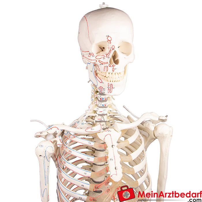 Anatomische Skelette online kaufen