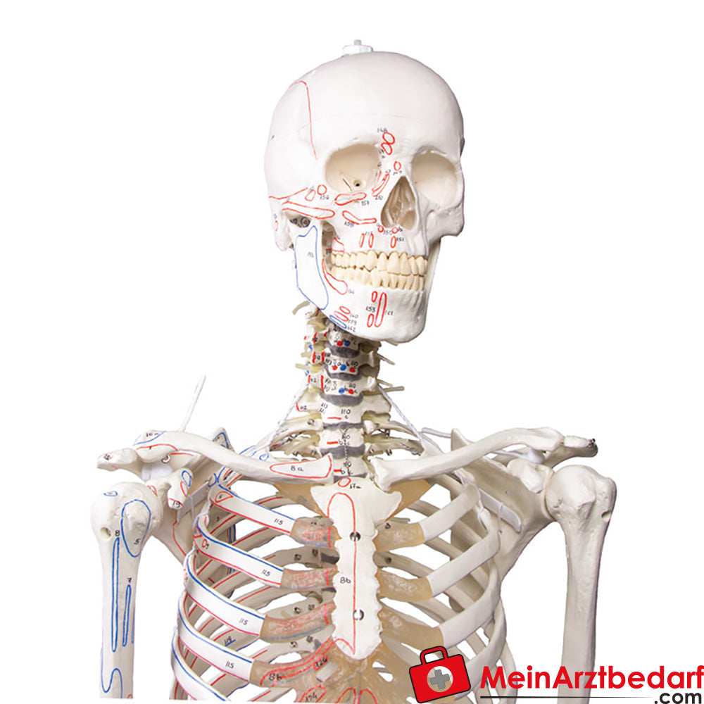Erler-Zimmer Skelettmodell 178 cm auf fahrbarem Stativ, dreiteiliger Schädel, abnehmbare Arme/Beine, Spinalnerven