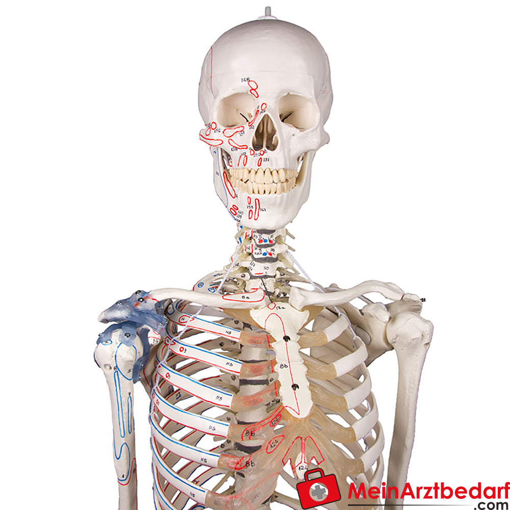 Erler-Zimmer Skelettmodell 178 cm auf fahrbarem Stativ, dreiteiliger Schädel, abnehmbare Arme/Beine, Spinalnerven