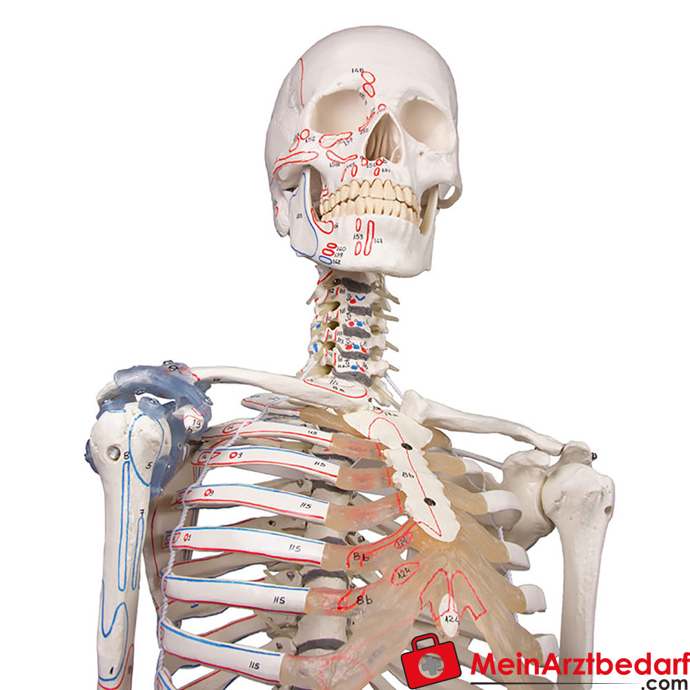 Erler-Zimmer Skelettmodell 178 cm auf fahrbarem Stativ, dreiteiliger Schädel, abnehmbare Arme/Beine, Spinalnerven