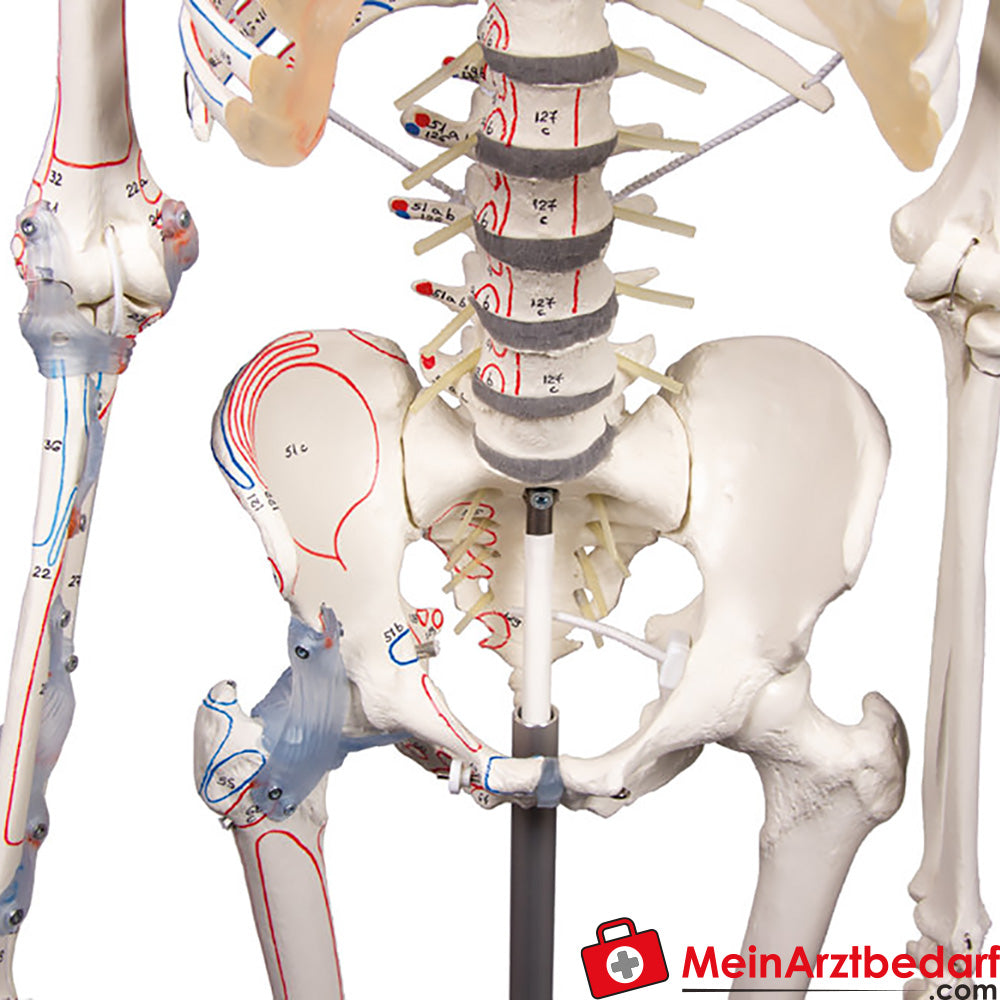 Erler-Zimmer Skelettmodell 178 cm auf fahrbarem Stativ, dreiteiliger Schädel, abnehmbare Arme/Beine, Spinalnerven