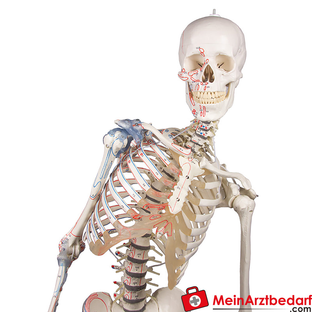 Erler-Zimmer Skelettmodell 178 cm auf fahrbarem Stativ, dreiteiliger Schädel, abnehmbare Arme/Beine, Spinalnerven