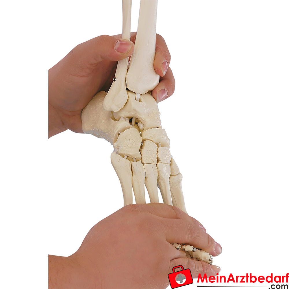 Erler-Zimmer Zusatzausstattung flexibler Fuß, rechts.