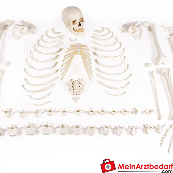 Erler Zimmer Esqueleto, não montado (coleção de ossos)
