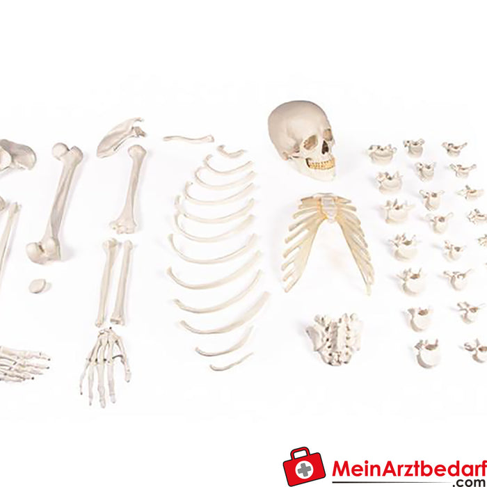 Erler Zimmer yarım iskelet, monte edilmemiş (kemik koleksiyonu)