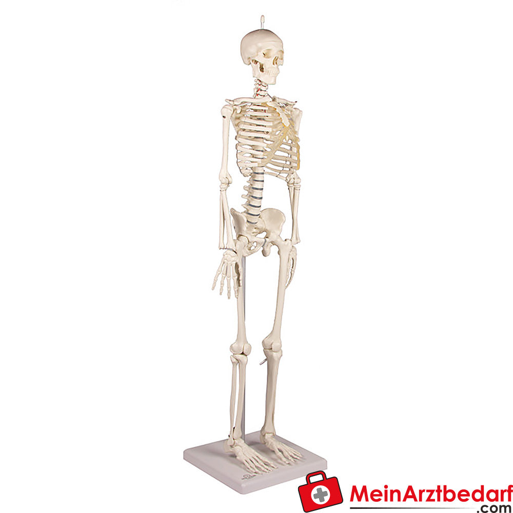 Erler-Zimmer MINIATUR-SKELETTE.
