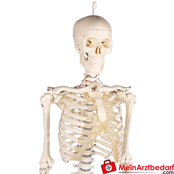 Squelette miniature Fred“ avec colonne vertébrale mobile & muscles